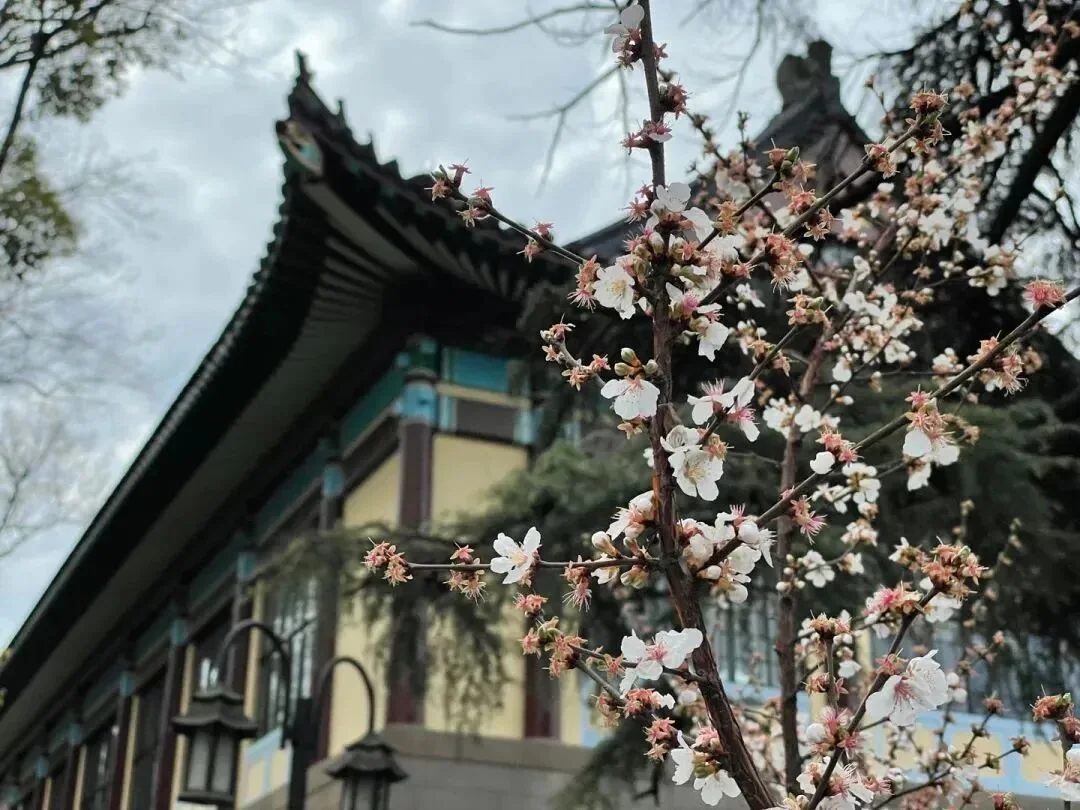 随园校区春日实景，2025 年历史资料图片